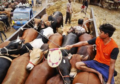 Can the same animal be used for both Aqiqah and Qurbani?