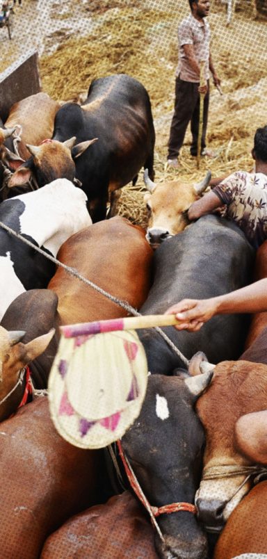 Can the same animal be used for both Aqiqah and Qurbani?