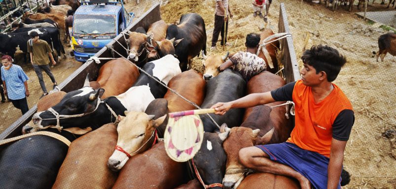 Can the same animal be used for both Aqiqah and Qurbani?