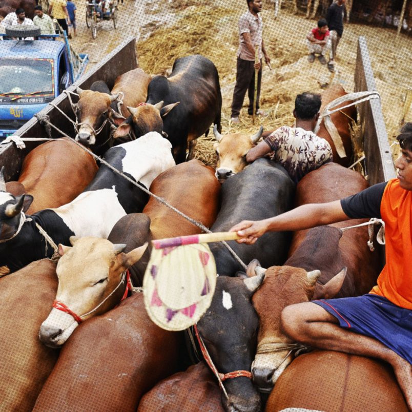 Can the same animal be used for both Aqiqah and Qurbani?
