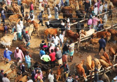 Eid-ul-Adha 2026: How many animals are ready for sacrifice?