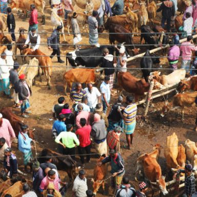 Eid-ul-Adha 2026: How many animals are ready for sacrifice?
