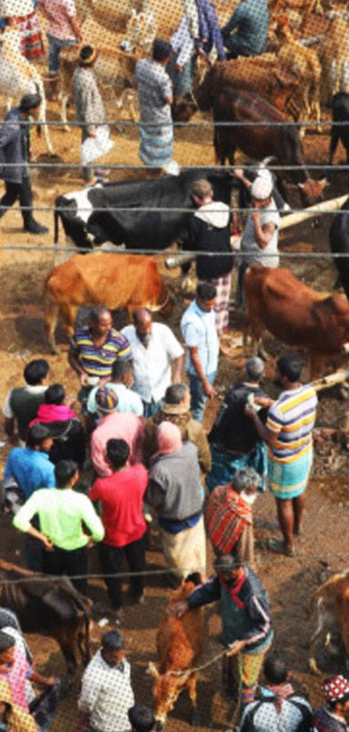 Eid-ul-Adha 2026: How many animals are ready for sacrifice?