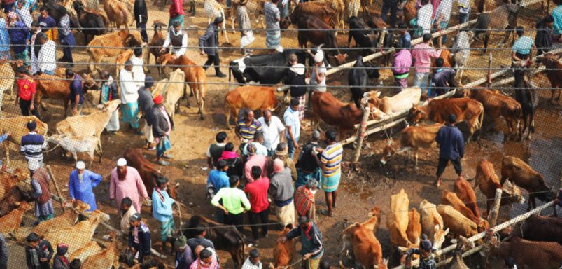 Eid-ul-Adha 2026: How many animals are ready for sacrifice?