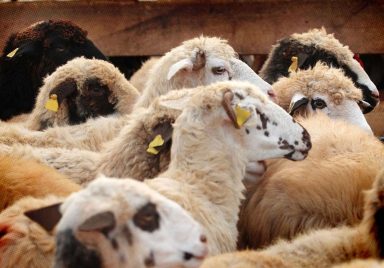 What animals are sacrificed during Eid-ul-Adha in different countries?