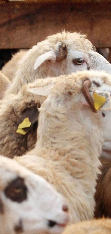 What animals are sacrificed during Eid-ul-Adha in different countries?