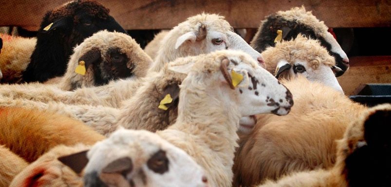 What animals are sacrificed during Eid-ul-Adha in different countries?