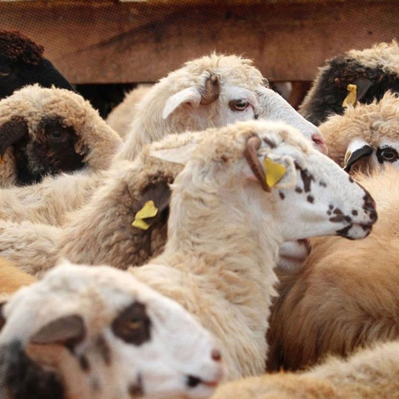 What animals are sacrificed during Eid-ul-Adha in different countries?