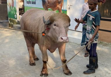 Why the global sensation ‘Donald Trump’ buffalo is exempt from slaughter