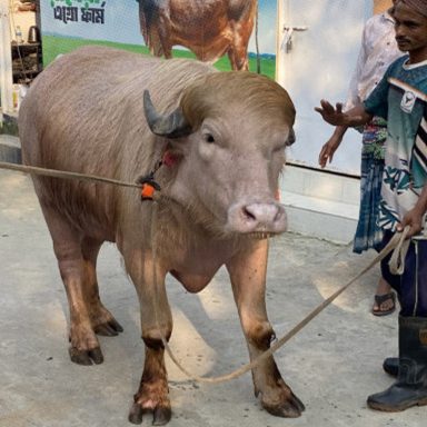 Why the global sensation ‘Donald Trump’ buffalo is exempt from slaughter