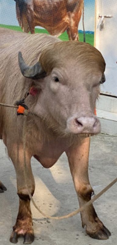 Why the global sensation ‘Donald Trump’ buffalo is exempt from slaughter