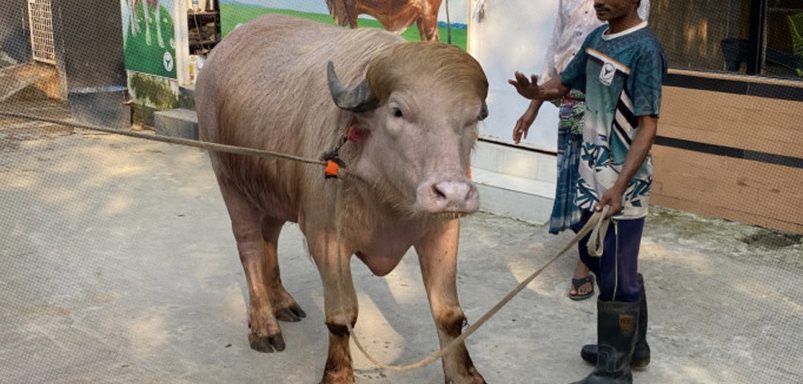 Why the global sensation ‘Donald Trump’ buffalo is exempt from slaughter