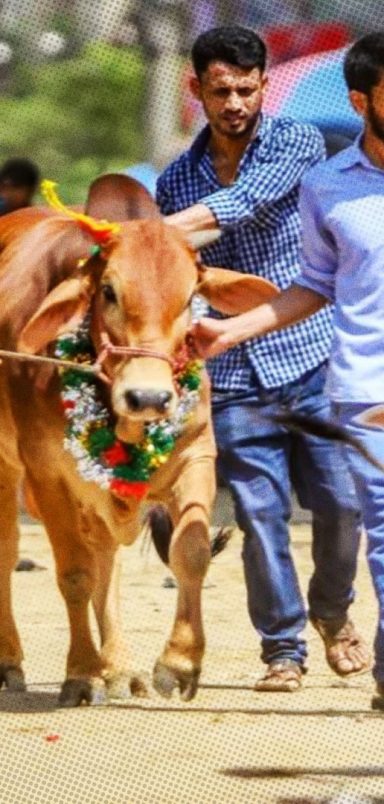 Eid-ul-Adha cleanliness tips: Keep your home, surroundings spotless after Qurbani