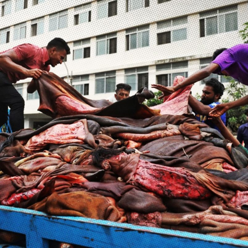 Why are Bangladesh's leather traders struggling to sell hides after Eid?