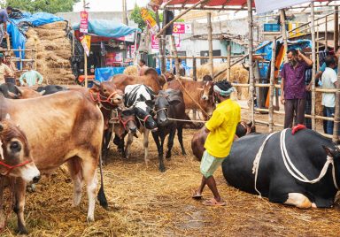 Why are cattle farms shutting down in Chattogram?