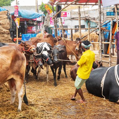 Why are cattle farms shutting down in Chattogram?