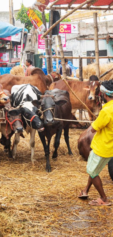 Why are cattle farms shutting down in Chattogram?