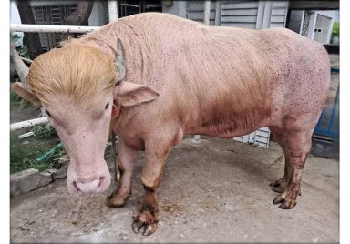 Meet the ‘Donald Trump’ of Narayanganj and it’s a buffalo
