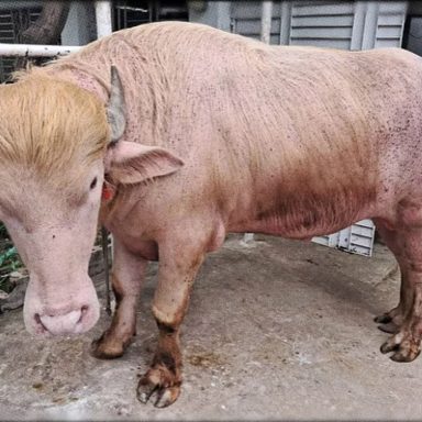 Meet the ‘Donald Trump’ of Narayanganj and it’s a buffalo