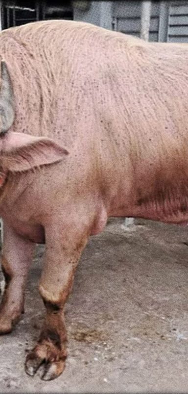 Meet the ‘Donald Trump’ of Narayanganj and it’s a buffalo