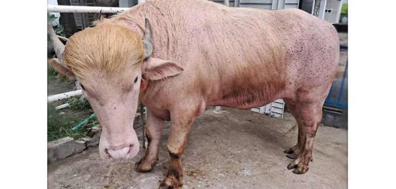 Meet the ‘Donald Trump’ of Narayanganj and it’s a buffalo