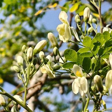 How can the Shajna tree remove 98% of microplastics from drinking water?
