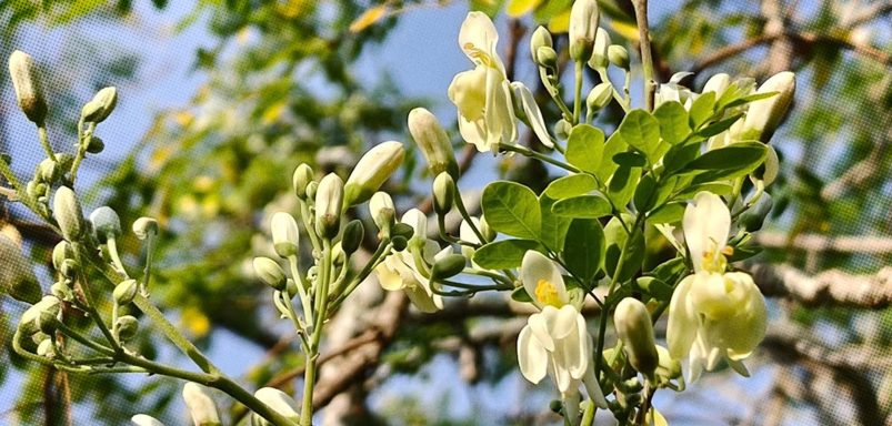 How can the Shajna tree remove 98% of microplastics from drinking water?