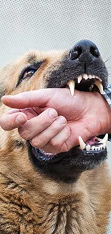Is death inevitable after rabies symptoms appear and what should you do?