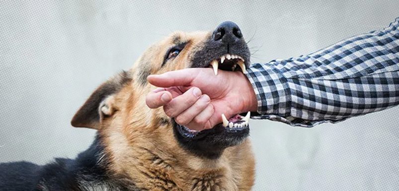 Is death inevitable after rabies symptoms appear and what should you do?