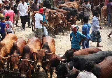 5 cattle breeds dominating Bangladesh’s Eid cattle markets