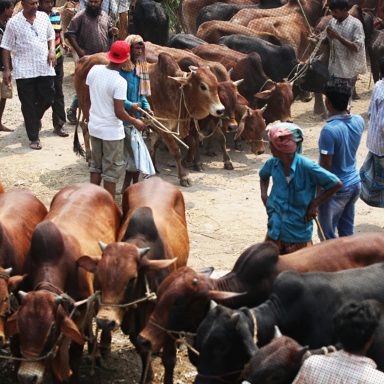 5 cattle breeds dominating Bangladesh’s Eid cattle markets
