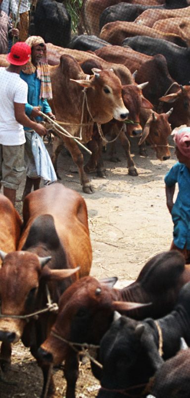 5 cattle breeds dominating Bangladesh’s Eid cattle markets