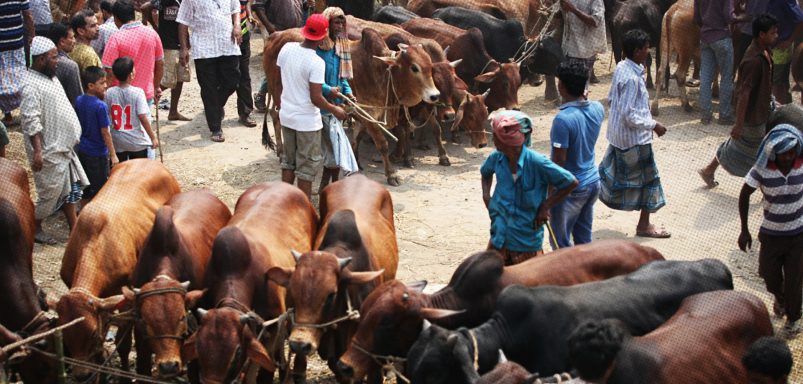 5 cattle breeds dominating Bangladesh’s Eid cattle markets