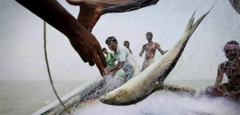 Why are the production and weight of Hilsa decreasing?