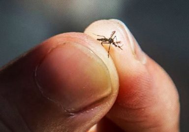 What would happen if all the mosquitoes in the world disappeared?
