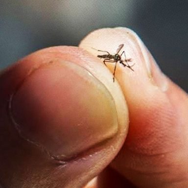 What would happen if all the mosquitoes in the world disappeared?