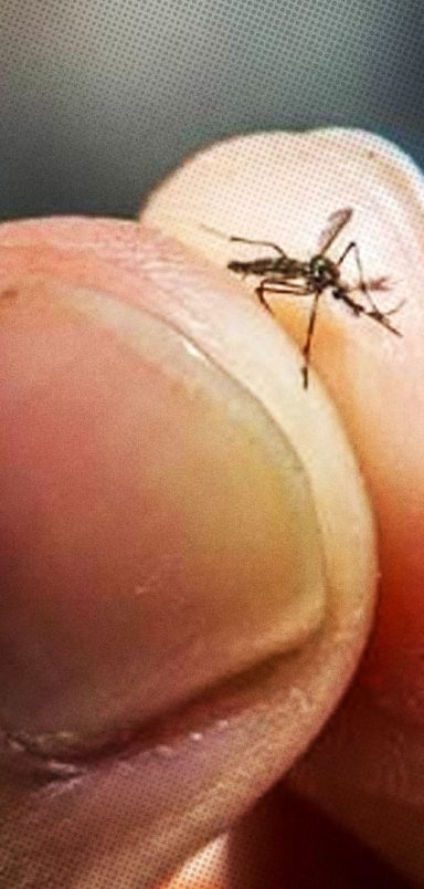 What would happen if all the mosquitoes in the world disappeared?