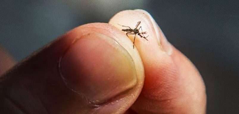 What would happen if all the mosquitoes in the world disappeared?