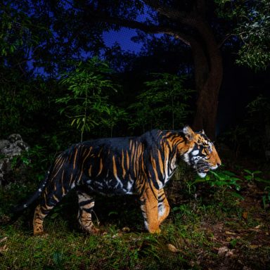 Why are some tigers' stripes turning unusually black?