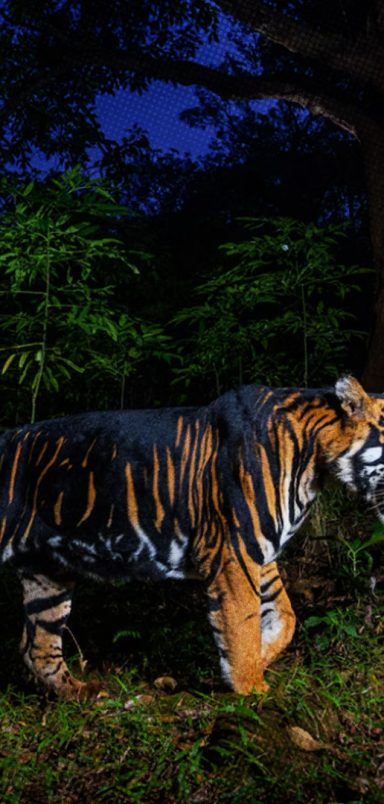 Why are some tigers' stripes turning unusually black?