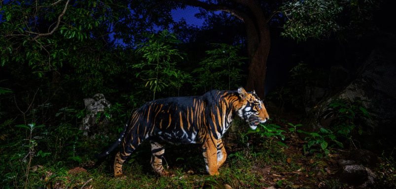 Why are some tigers' stripes turning unusually black?