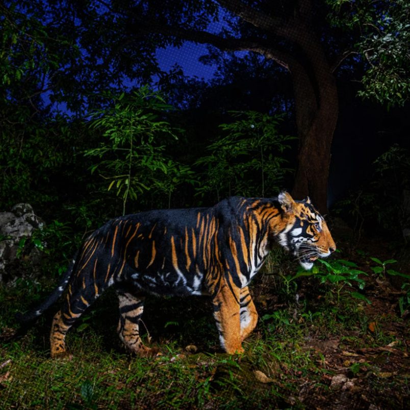 Why are some tigers' stripes turning unusually black?