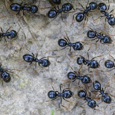 Why this Korean chef could face jail over ants in dessert