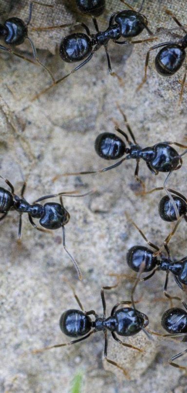 Why this Korean chef could face jail over ants in dessert