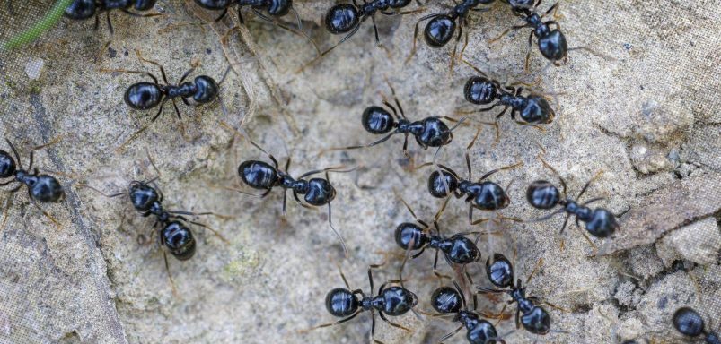 Why this Korean chef could face jail over ants in dessert