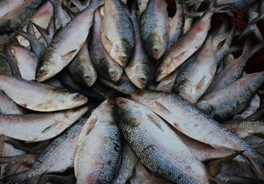 Why does hilsa swim up to 1,300 kilometres to Bangladesh