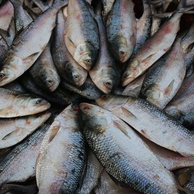 Why does hilsa swim up to 1,300 kilometres to Bangladesh