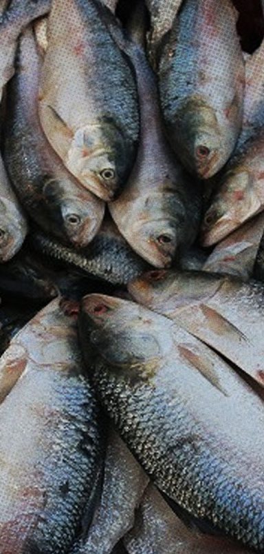 Why does hilsa swim up to 1,300 kilometres to Bangladesh