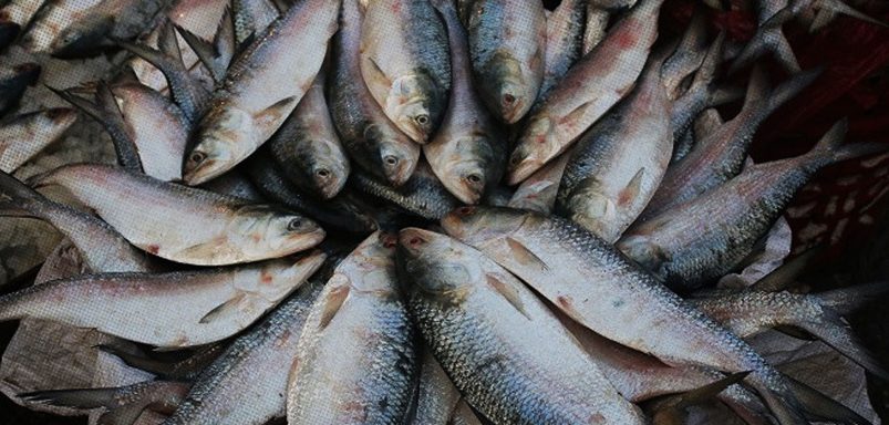 Why does hilsa swim up to 1,300 kilometres to Bangladesh