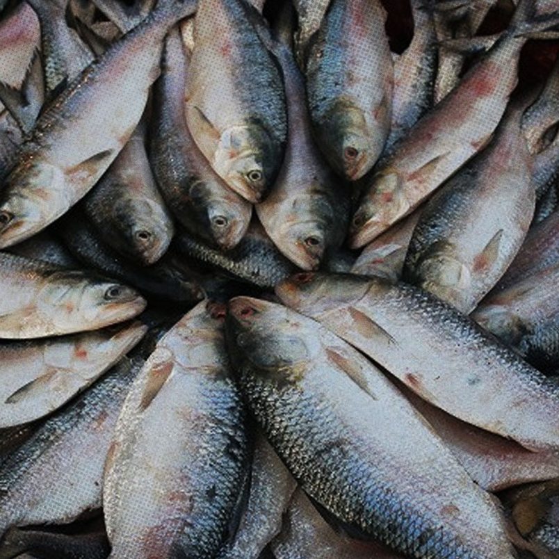 Why does hilsa swim up to 1,300 kilometres to Bangladesh